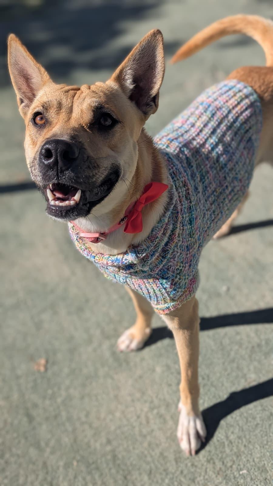 Enlarge Samantha, a ADOPTABLE mixed breed in Ferndale, WA image 2/3