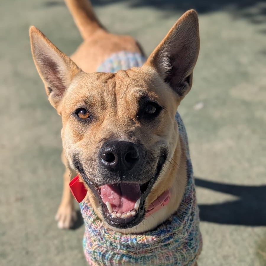 Enlarge Samantha, a ADOPTABLE mixed breed in Ferndale, WA image 1/3