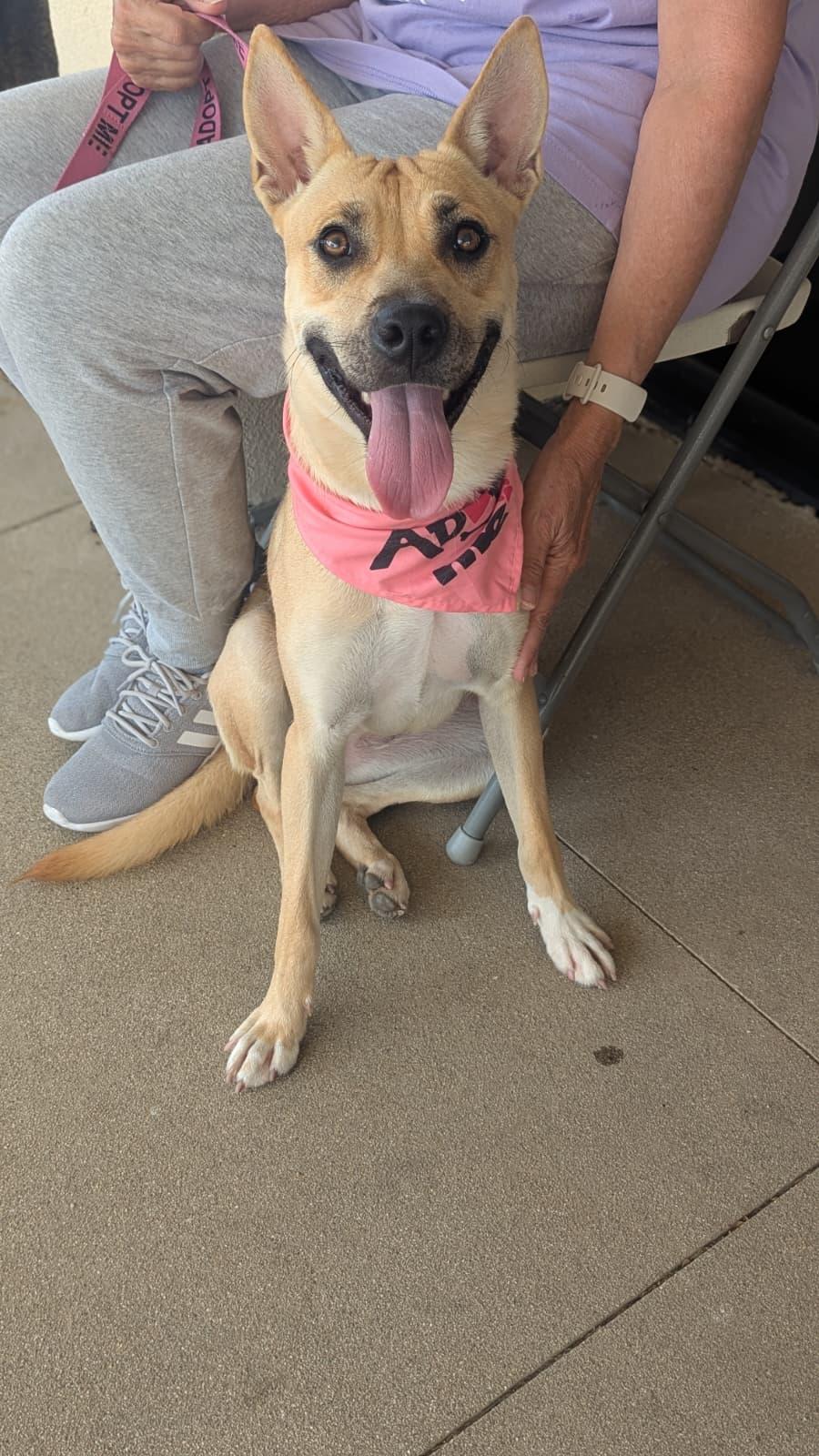 Enlarge Samantha, a ADOPTABLE mixed breed in Ferndale, WA image 3/3