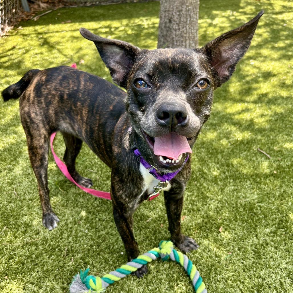 Tillie, a Adoptable Mixed Breed in Sarasota, FL image 1/6