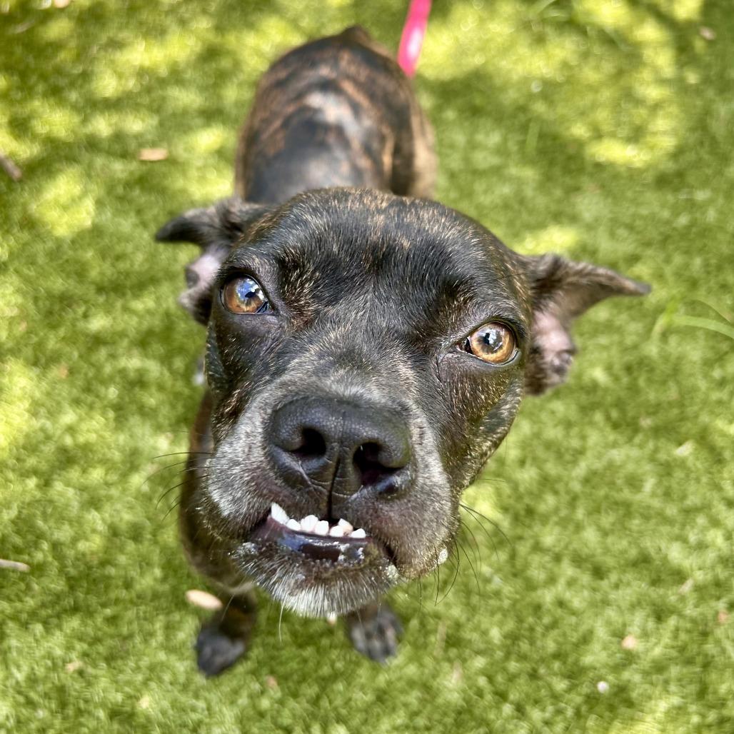 Tillie, a Adoptable Mixed Breed in Sarasota, FL image 2/6