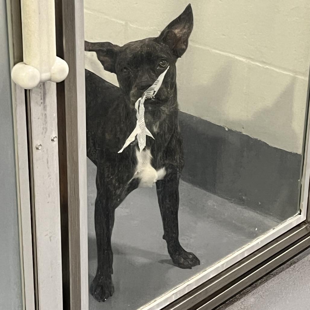 Tillie, a Adoptable Mixed Breed in Sarasota, FL image 3/6