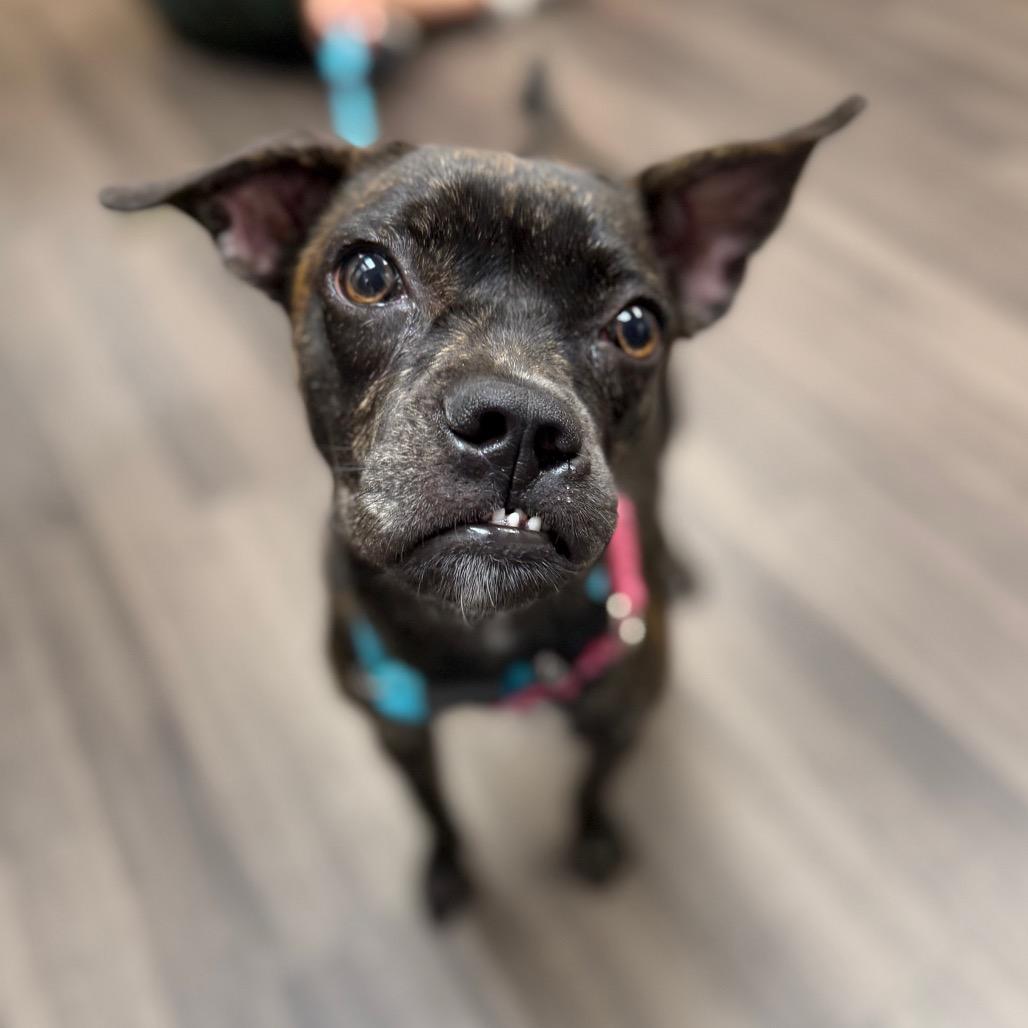 Tillie, a Adoptable Mixed Breed in Sarasota, FL image 4/6