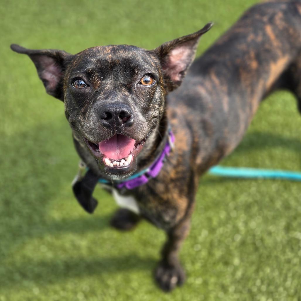 Tillie, a Adoptable Mixed Breed in Sarasota, FL image 5/6