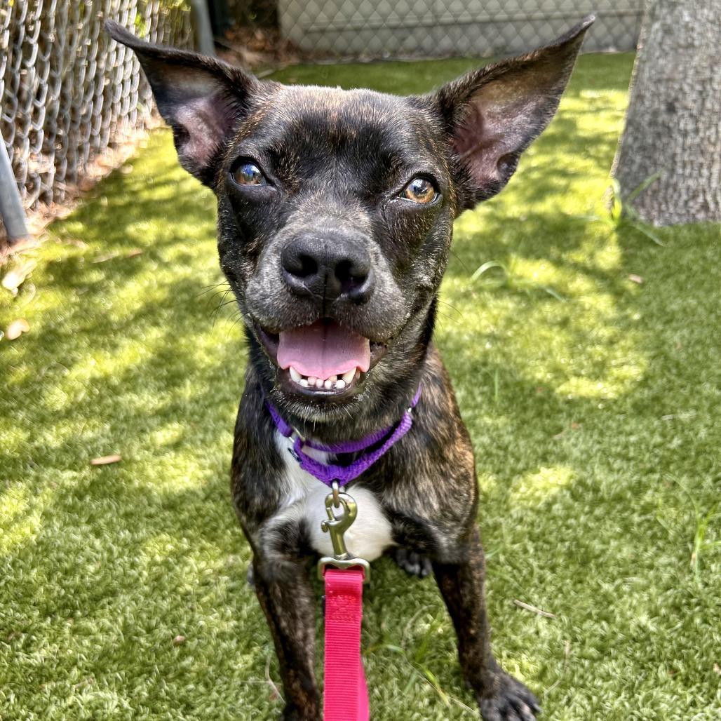 Tillie, a Adoptable Mixed Breed in Sarasota, FL image 6/6