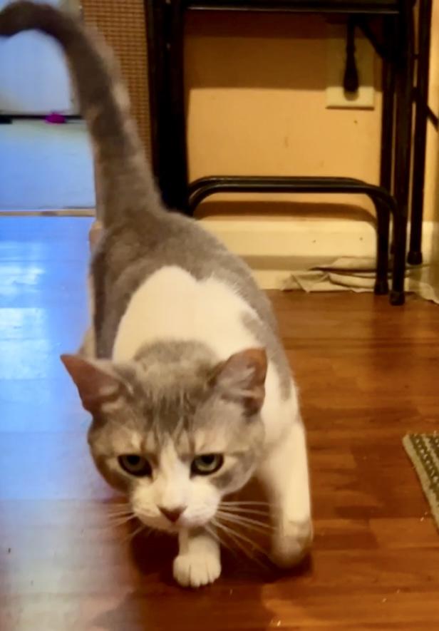 Enlarge Penny, a Adopted Domestic Short Hair in East Windsor, CT image 1/4