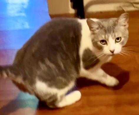 Enlarge Penny, a Adopted Domestic Short Hair in East Windsor, CT image 4/4