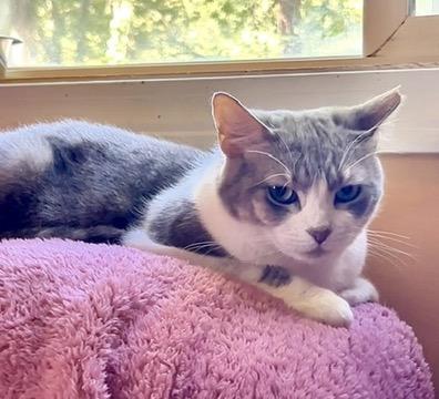 Enlarge Penny, a Adopted Domestic Short Hair in East Windsor, CT image 2/4