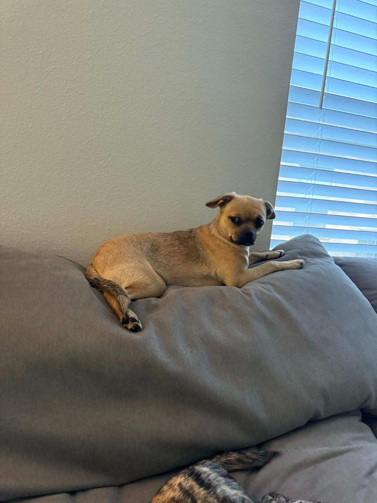 BB, Adoptable, Puppy Female Chihuahua & Maltese.