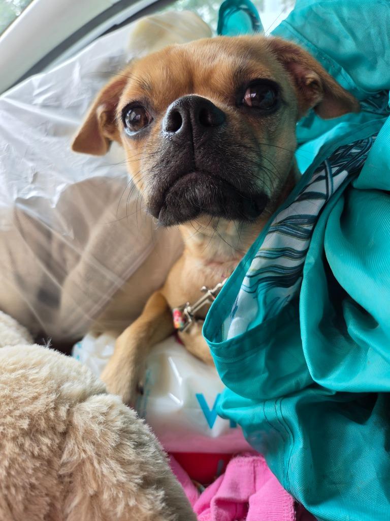 Enlarge BB, a Adoptable mixed breed in Tampa, FL image 2/6