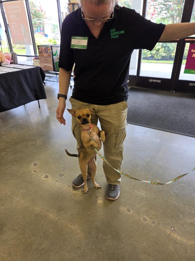 Enlarge BB, a Adoptable mixed breed in Tampa, FL image 3/6