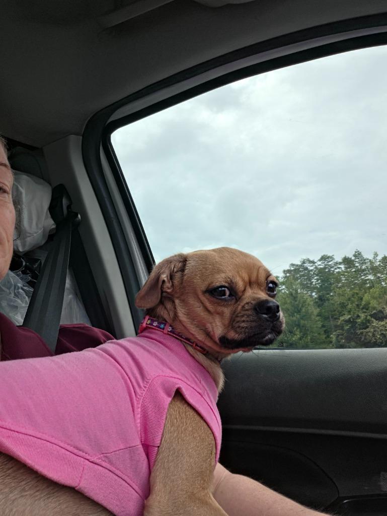 Enlarge BB, a Adoptable mixed breed in Tampa, FL image 4/6