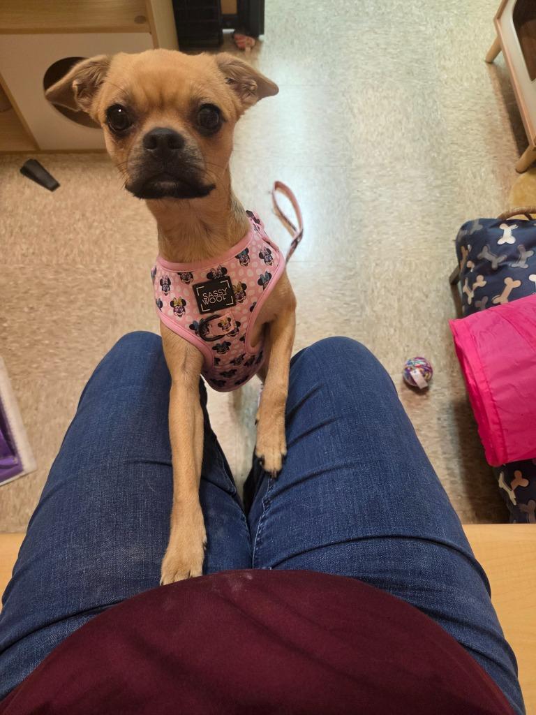 Enlarge BB, a Adoptable mixed breed in Tampa, FL image 5/6