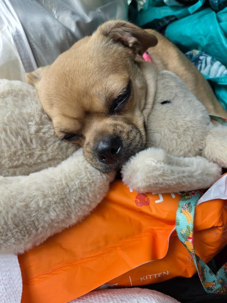 Enlarge BB, a Adoptable mixed breed in Tampa, FL image 6/6