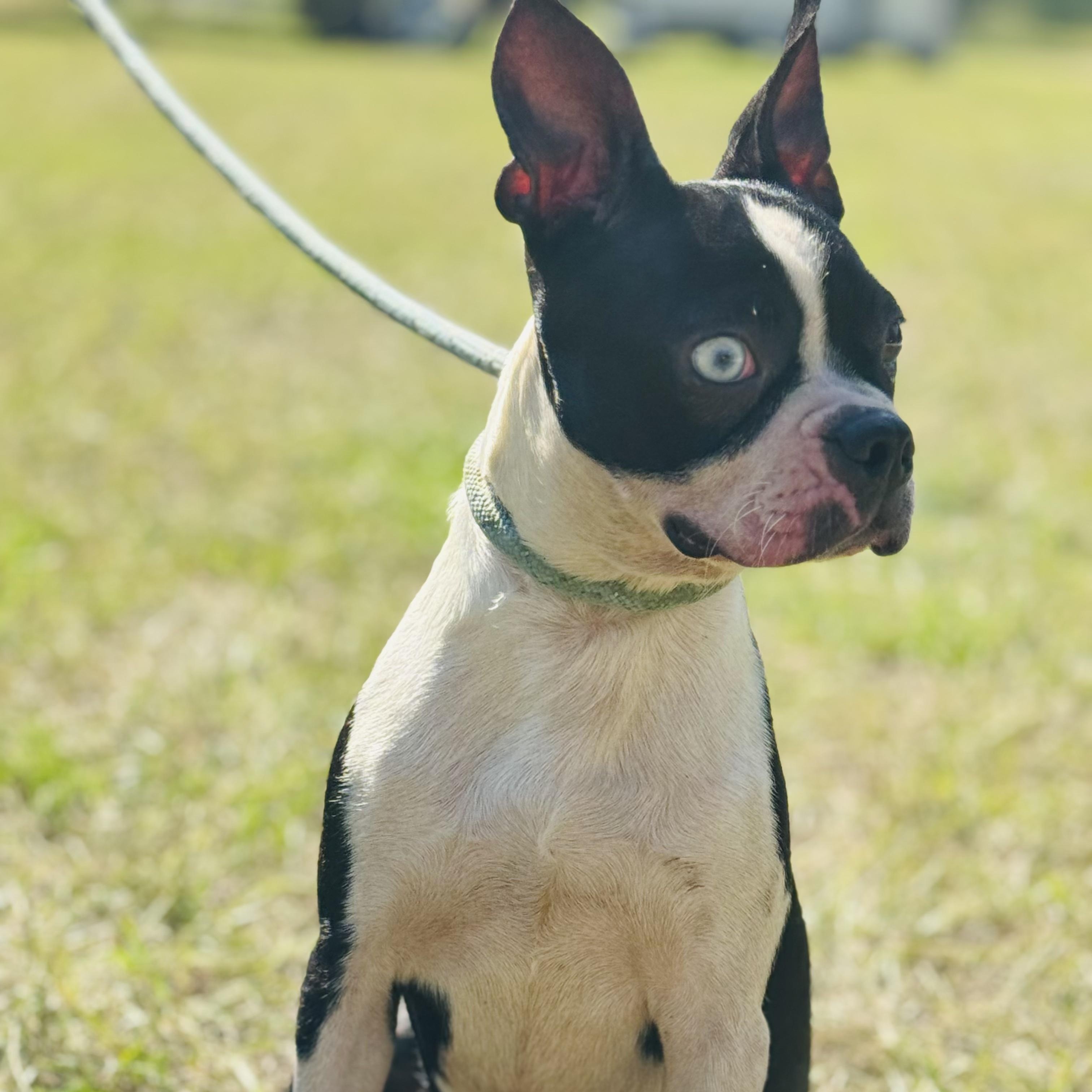 Ace, Adoptable, Adult Male Boston Terrier.
