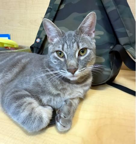 Enlarge Jasper, a ADOPTABLE Domestic Short Hair in Miami, FL image 2/4