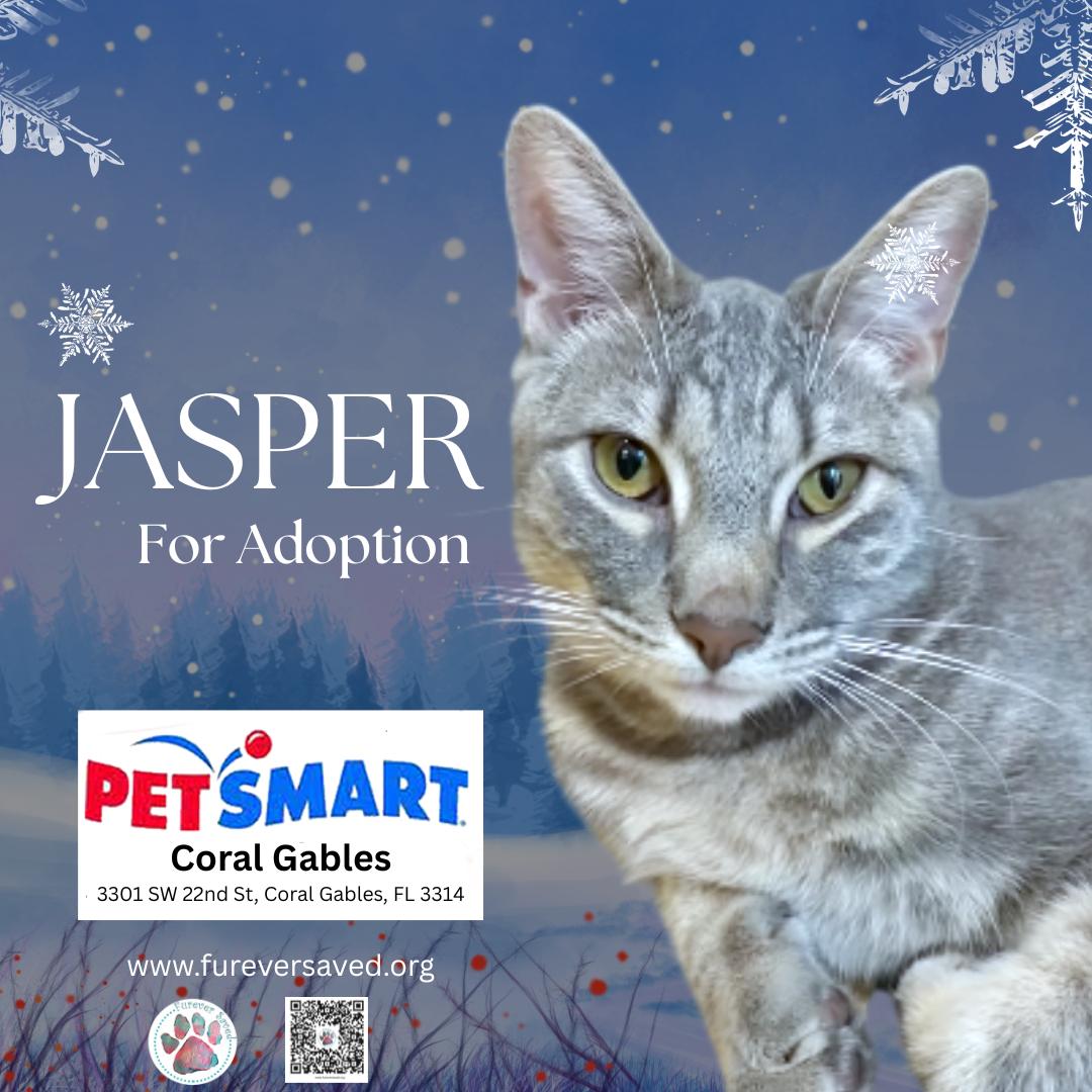 Enlarge Jasper, a ADOPTABLE Domestic Short Hair in Miami, FL image 3/4