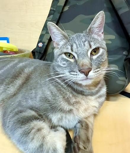 Enlarge Jasper, a ADOPTABLE Domestic Short Hair in Miami, FL image 4/4