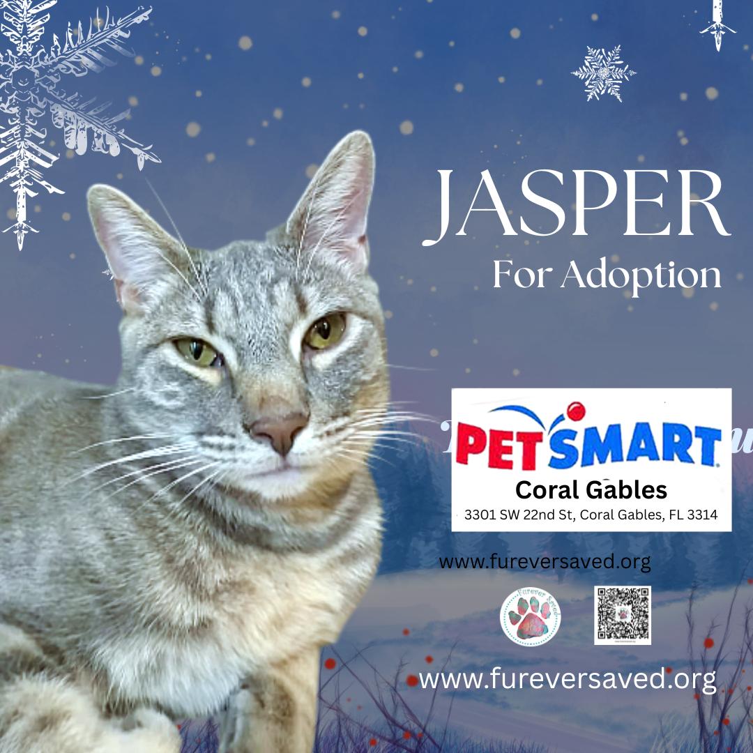 Jasper, ADOPTABLE, Young Male Domestic Short Hair.