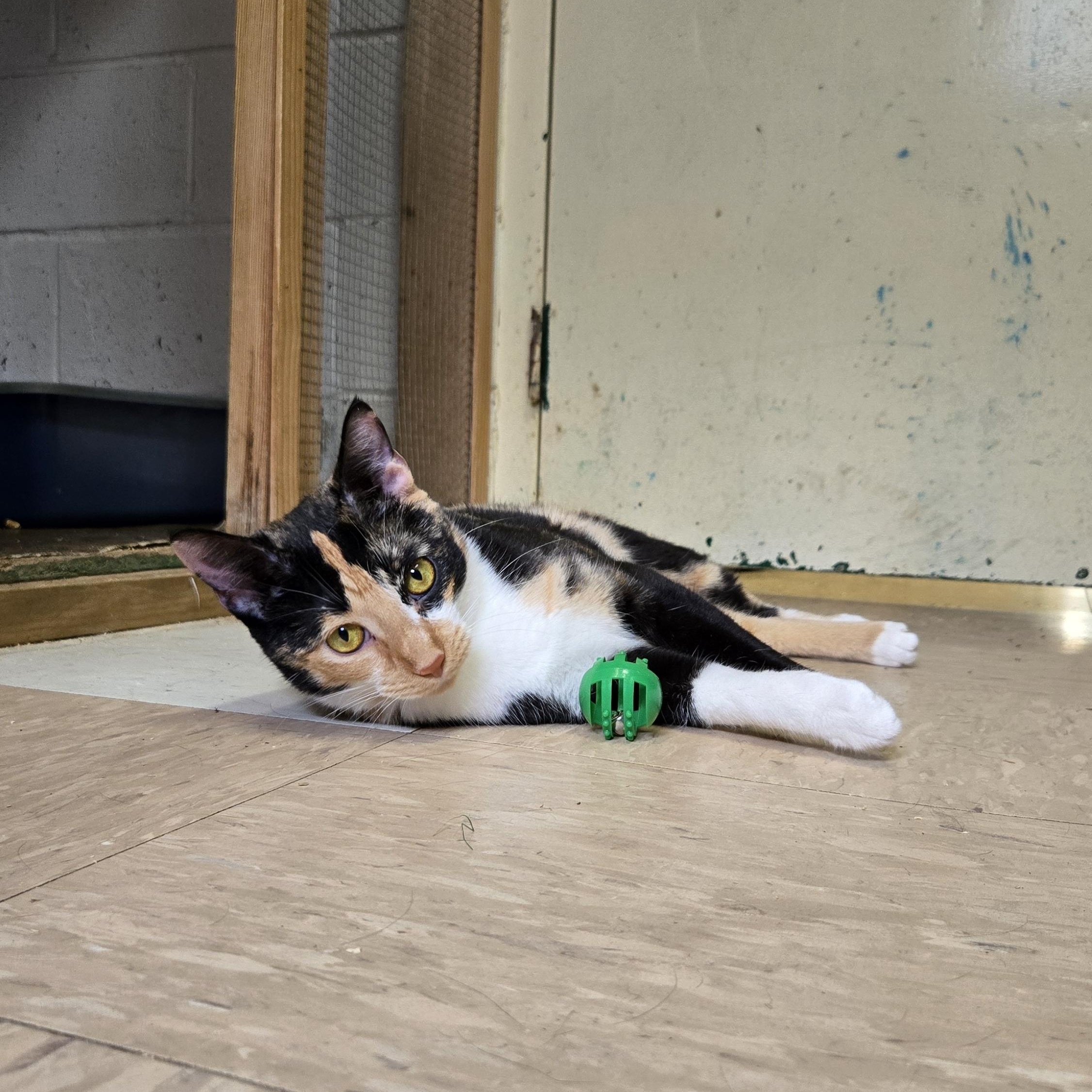 Enlarge Buffy, a ADOPTABLE Calico in Shippenville, PA image 2/3