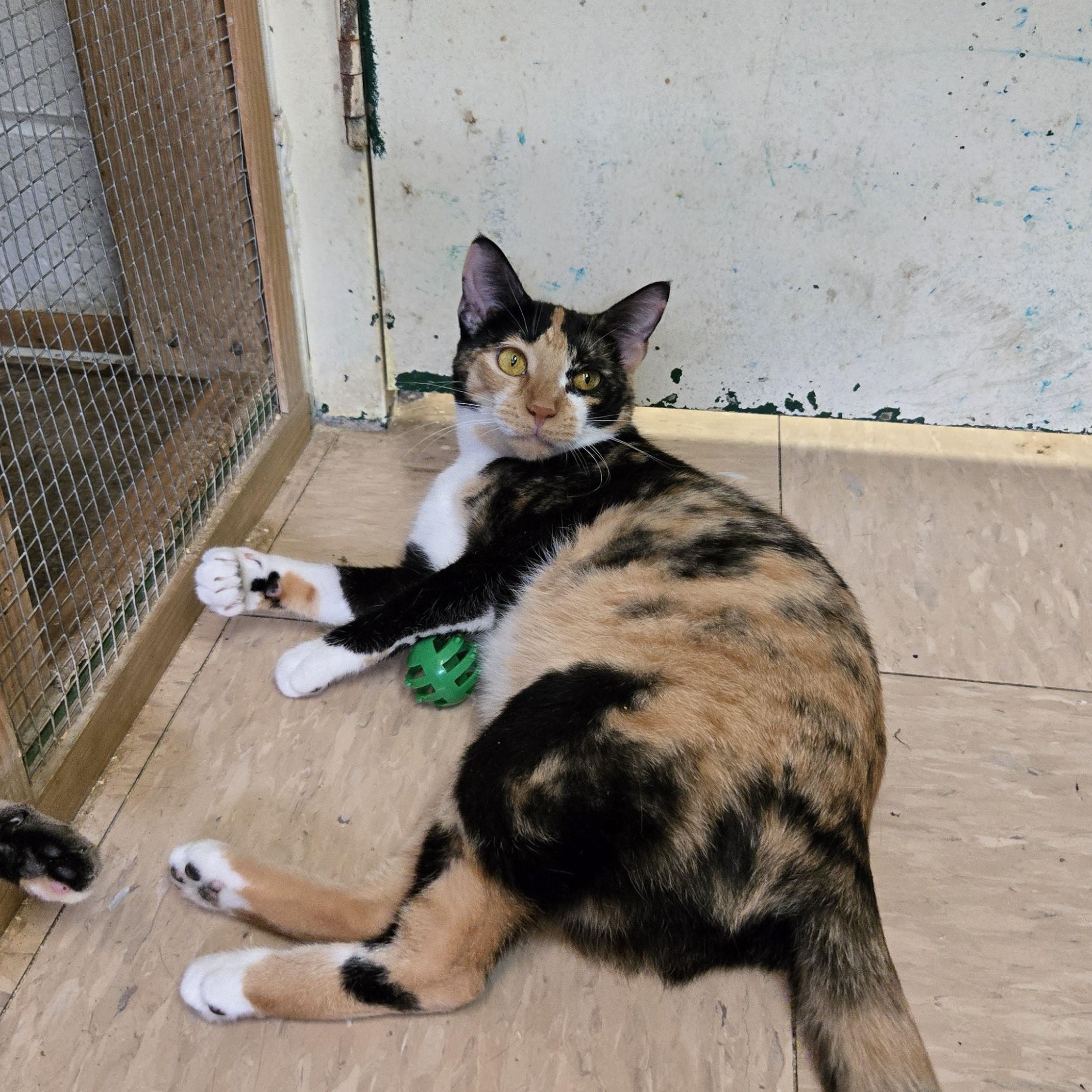 Enlarge Buffy, a ADOPTABLE Calico in Shippenville, PA image 3/3