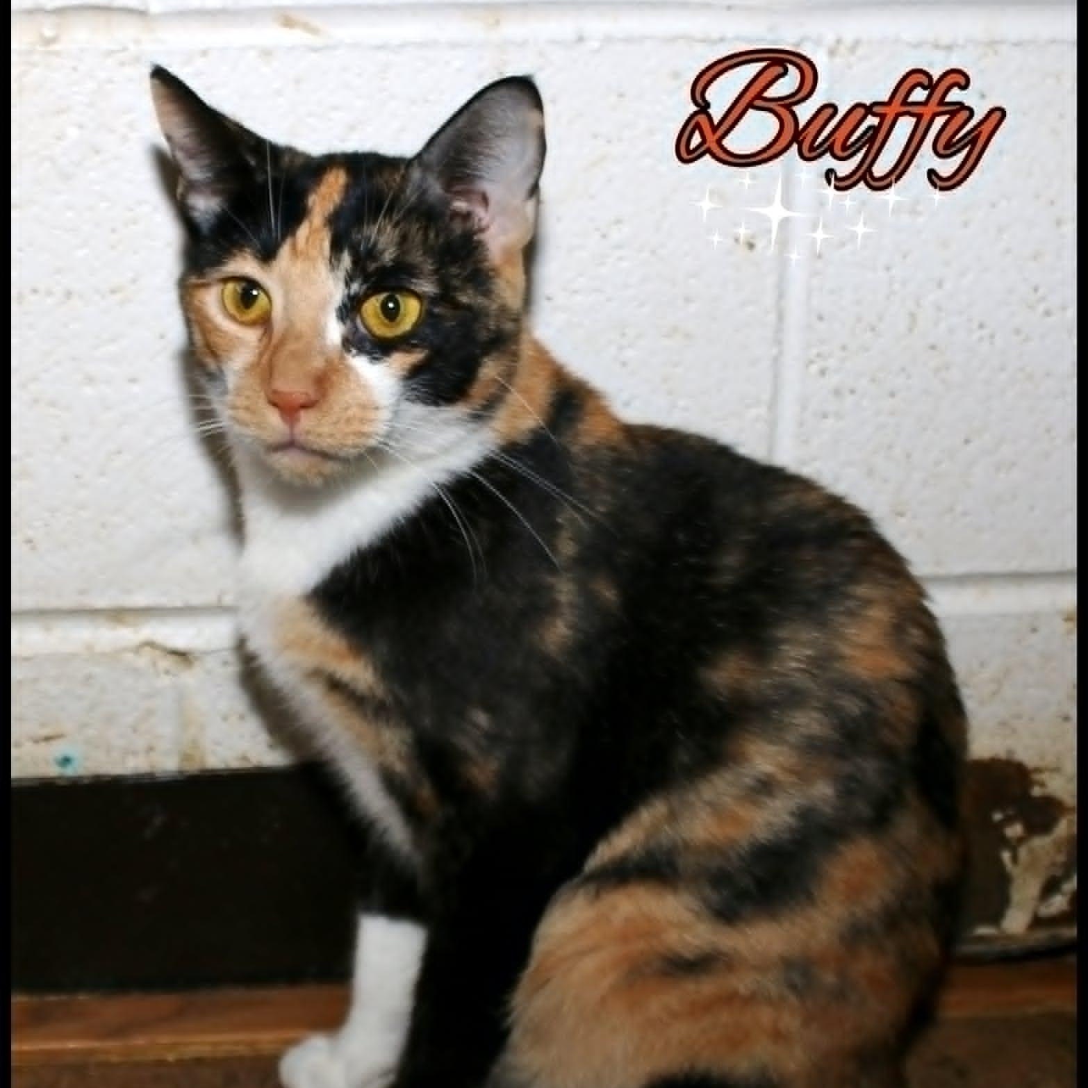 Buffy, ADOPTABLE, Young Female Calico.