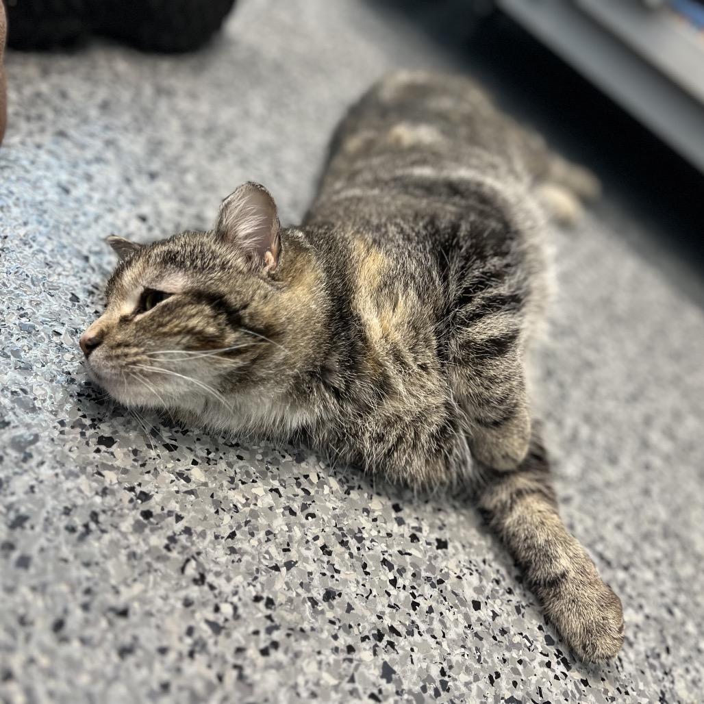 Enlarge Rukia, a Adoptable Domestic Short Hair in North Battleford, SK image 1/5