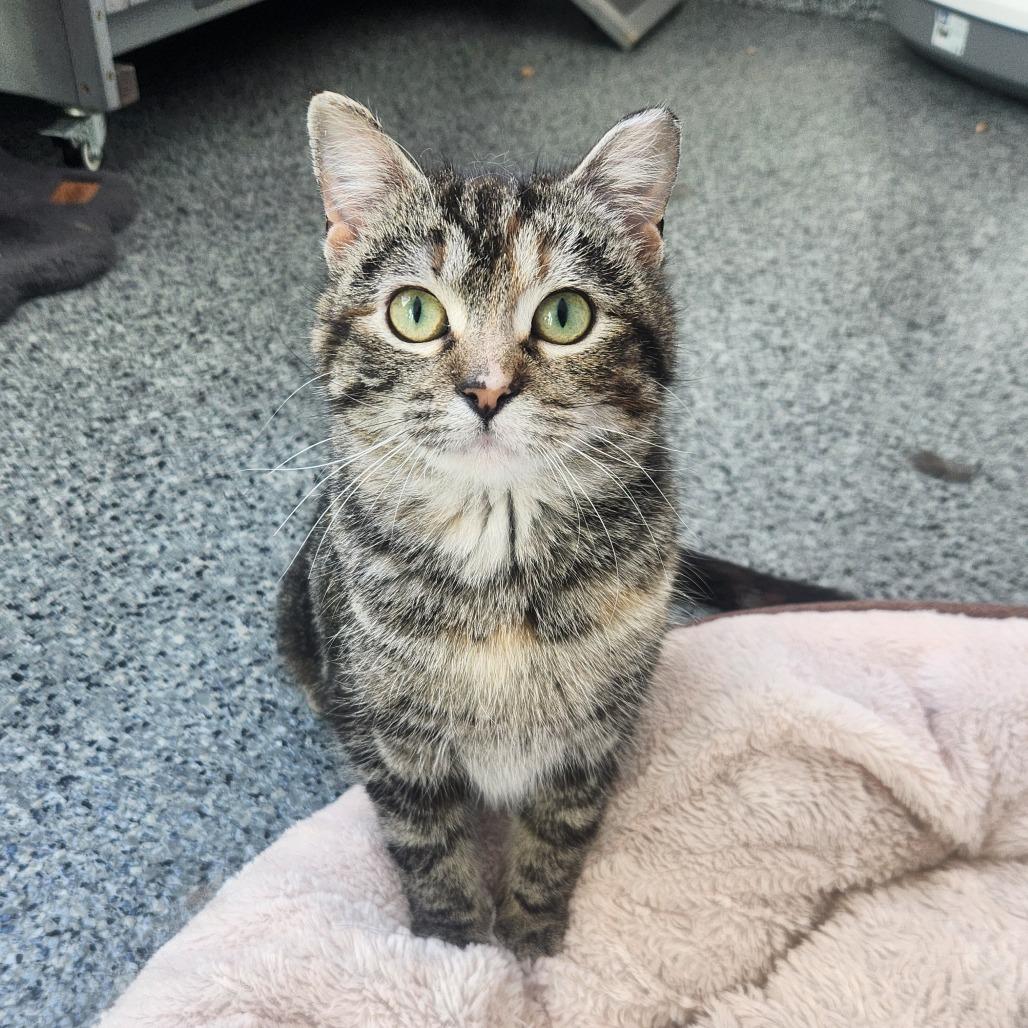 Enlarge Rukia, a Adoptable Domestic Short Hair in North Battleford, SK image 2/5
