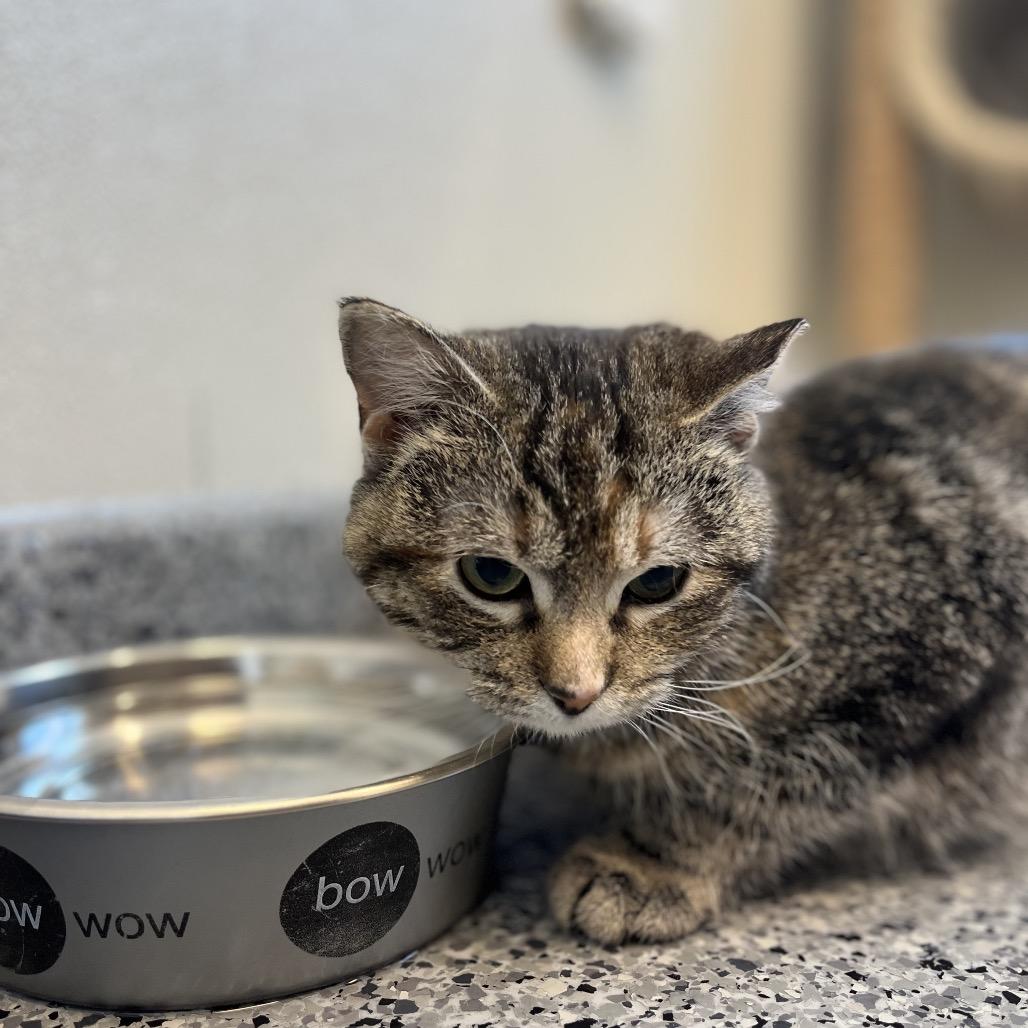 Enlarge Rukia, a Adoptable Domestic Short Hair in North Battleford, SK image 3/5