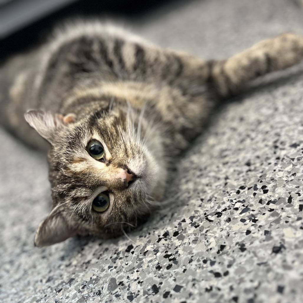 Enlarge Rukia, a Adoptable Domestic Short Hair in North Battleford, SK image 4/5