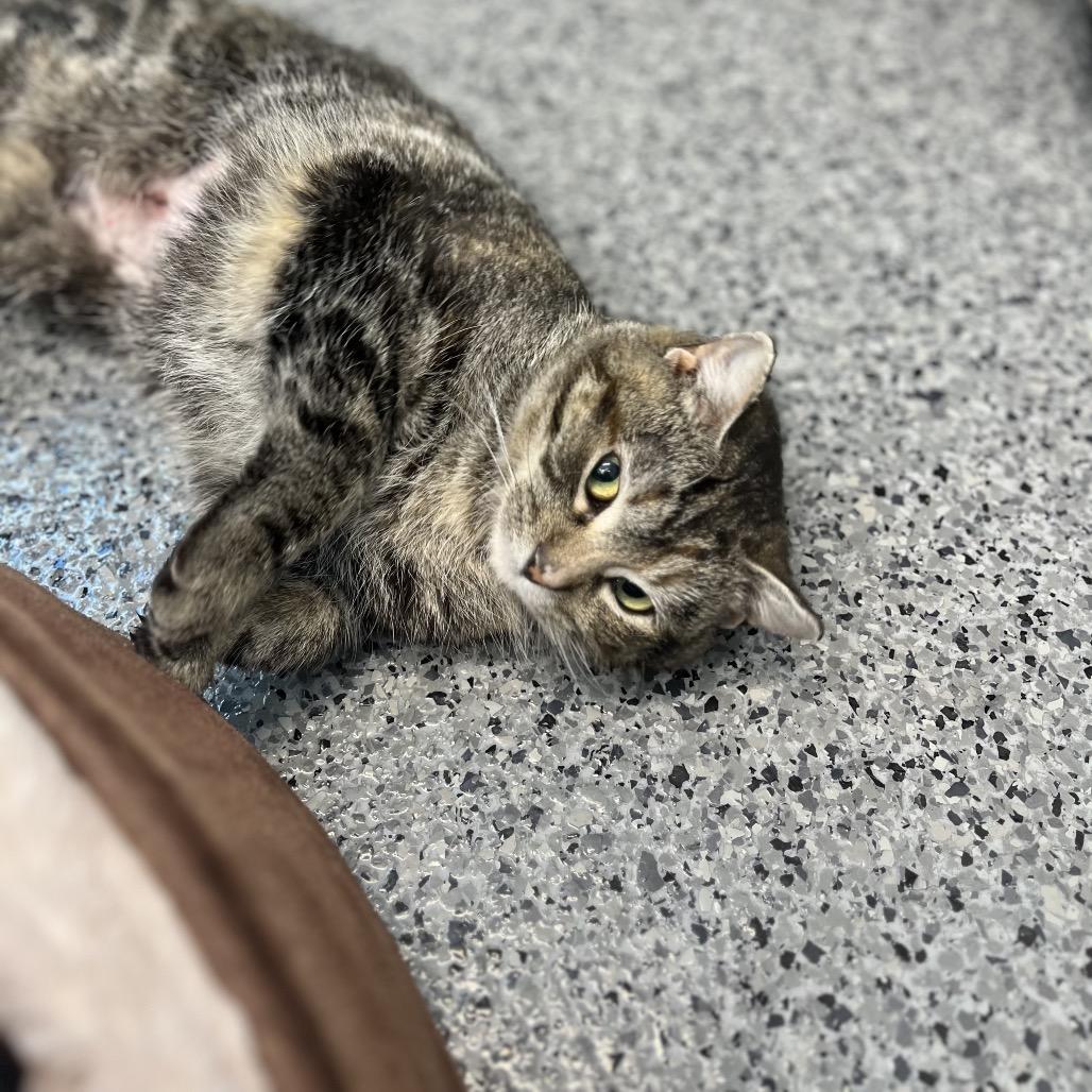 Enlarge Rukia, a Adoptable Domestic Short Hair in North Battleford, SK image 5/5