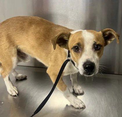 Enlarge Russell, a Adoptable mixed breed in Fresno, CA image 1/1