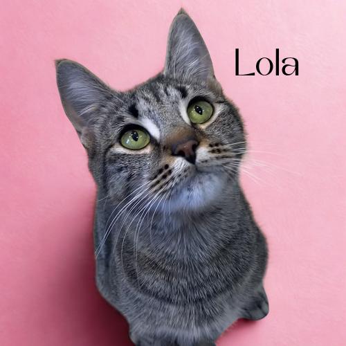 Lola-Scooby Gang Mom, Adoptable, Adult Female Domestic Short Hair.