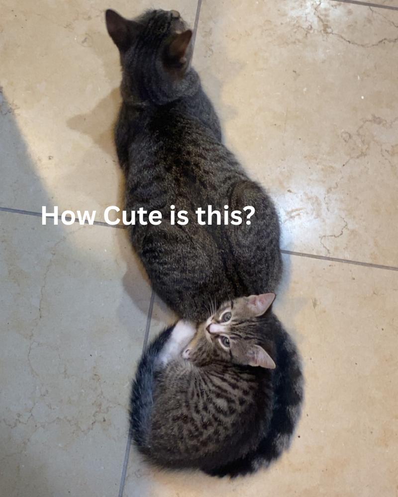 Lola-Scooby Gang Mom, a Adoptable Domestic Short Hair image 2/3