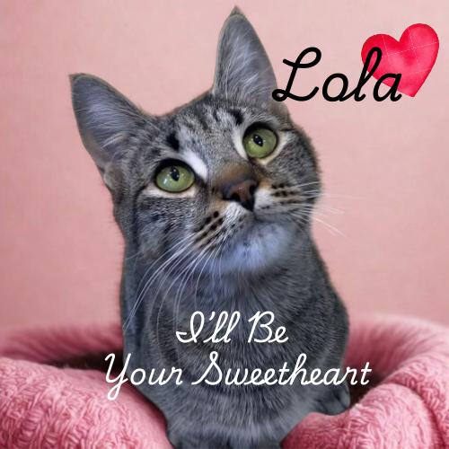 Lola-Ready to Go Home this Weekend!, Adoptable, Adult Female Domestic Short Hair.