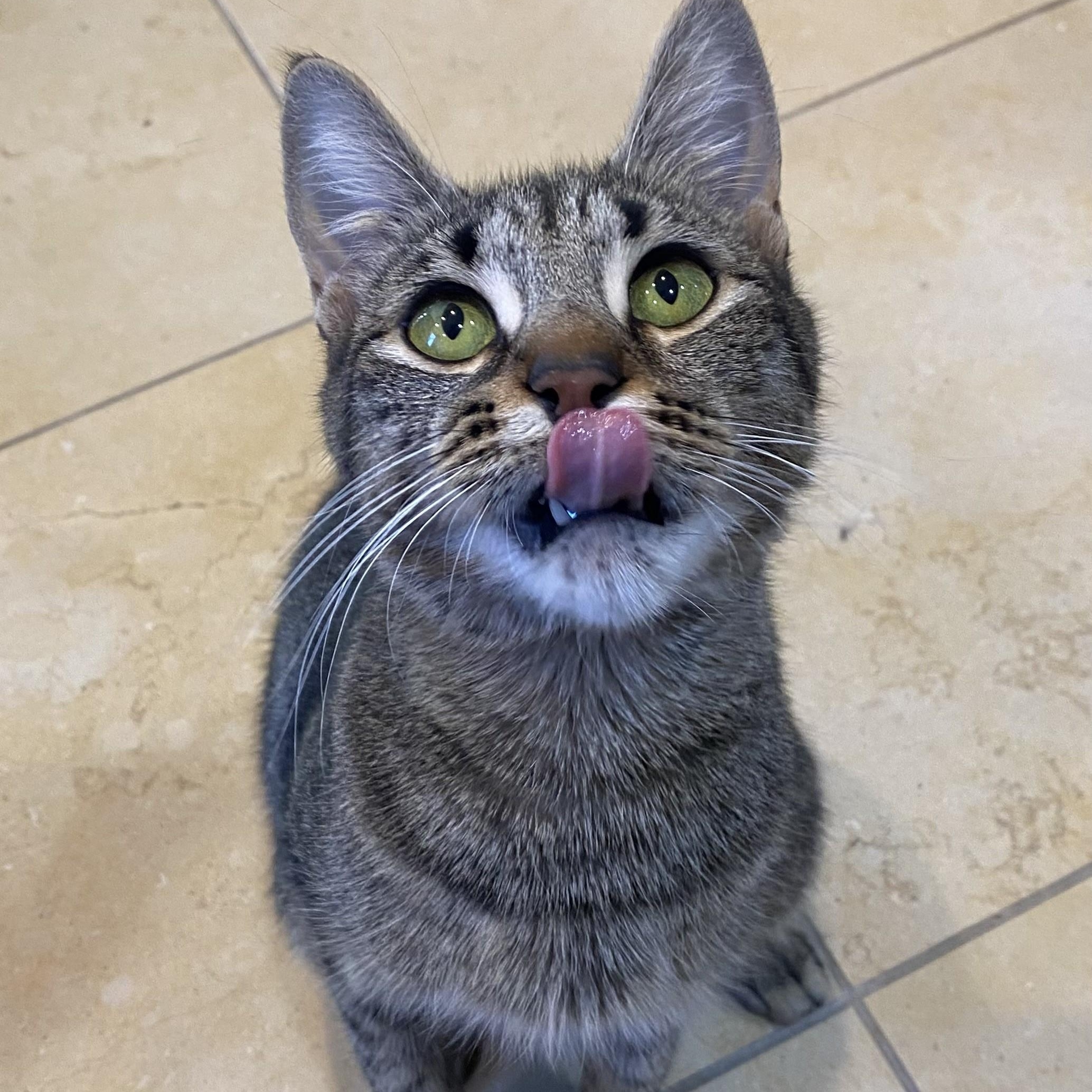 Lola-Scooby Gang Mom, a Adoptable Domestic Short Hair image 3/3