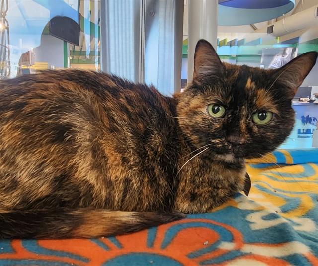 IGGY, Adoptable, Senior Female Domestic Short Hair.