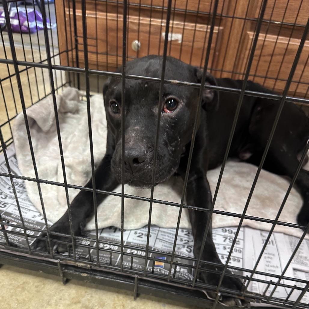 Bronco - 060502T, Adoptable, Adult Male Black Labrador Retriever.