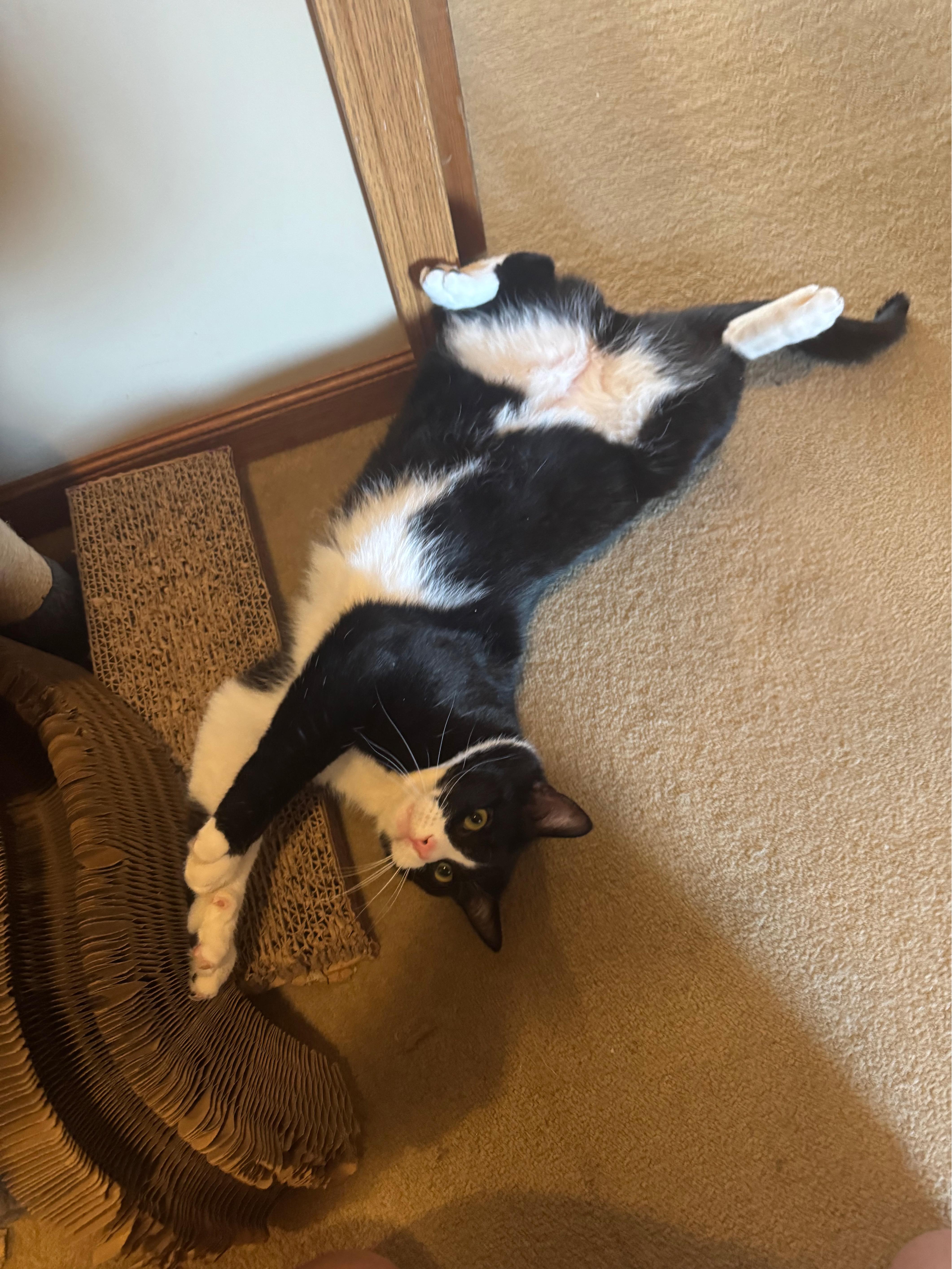 Enlarge Peter, a ADOPTABLE Domestic Short Hair in Manhattan, KS image 4/5