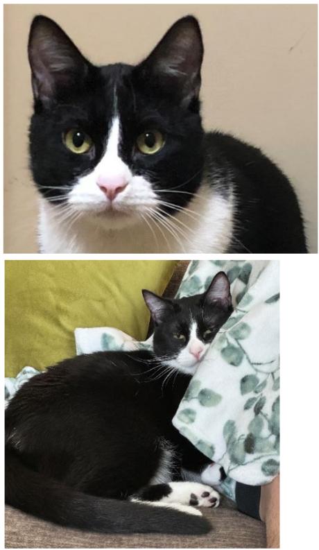 Enlarge Peter, a ADOPTABLE Domestic Short Hair in Manhattan, KS image 3/5