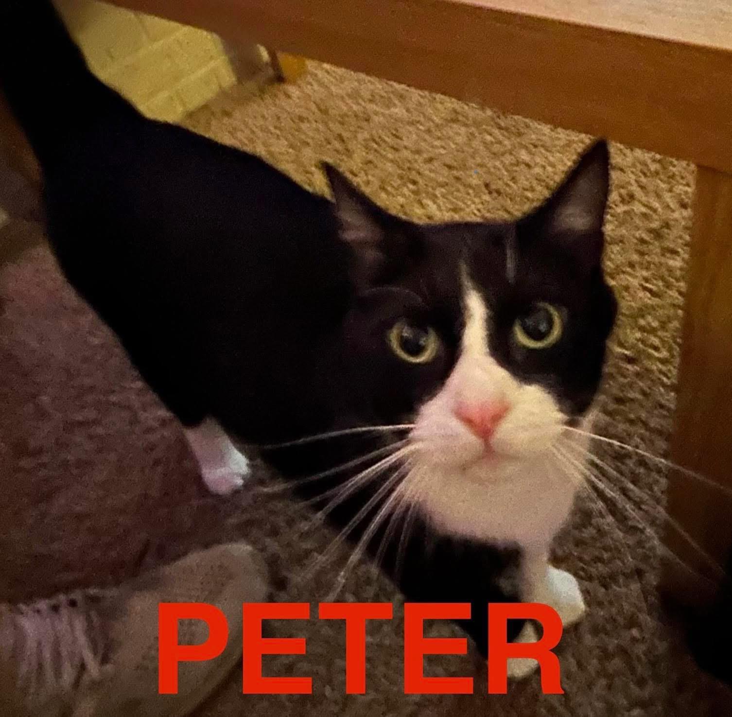 Enlarge Peter, a ADOPTABLE Domestic Short Hair in Manhattan, KS image 5/5