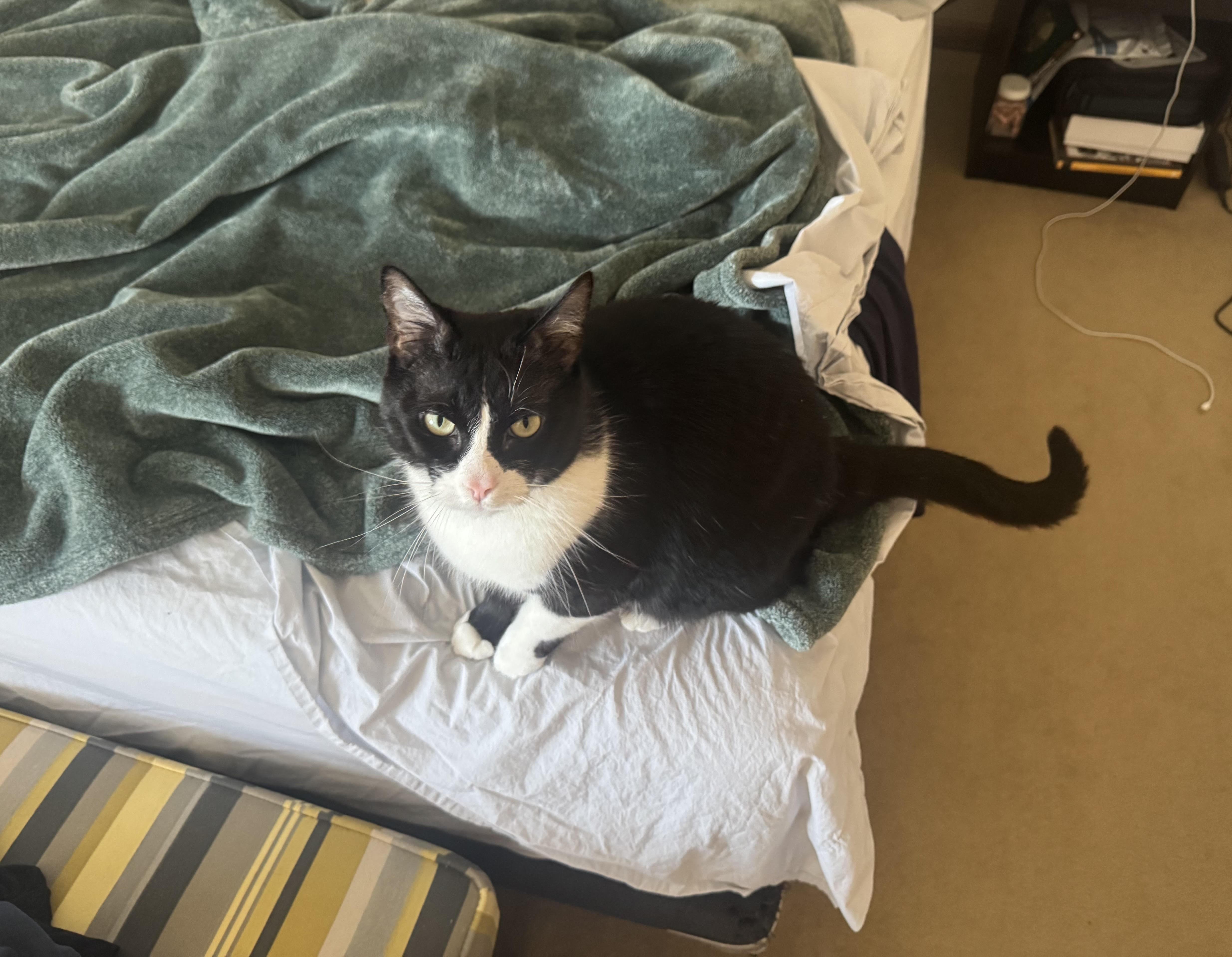 Enlarge Peter, a ADOPTABLE Domestic Short Hair in Manhattan, KS image 1/5