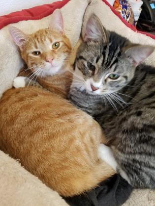 Annie, Adoptable, Young Female Domestic Short Hair & Domestic Short Hair.