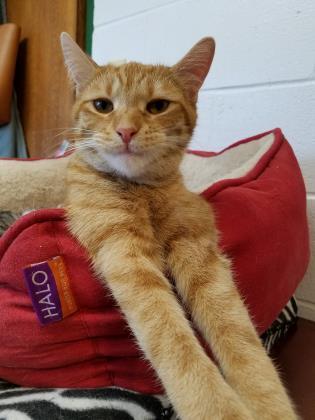 Enlarge Annie, a Adoptable Domestic Short Hair in Anderson, IN image 2/5