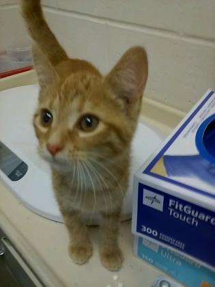 Enlarge Annie, a Adoptable Domestic Short Hair in Anderson, IN image 2/3