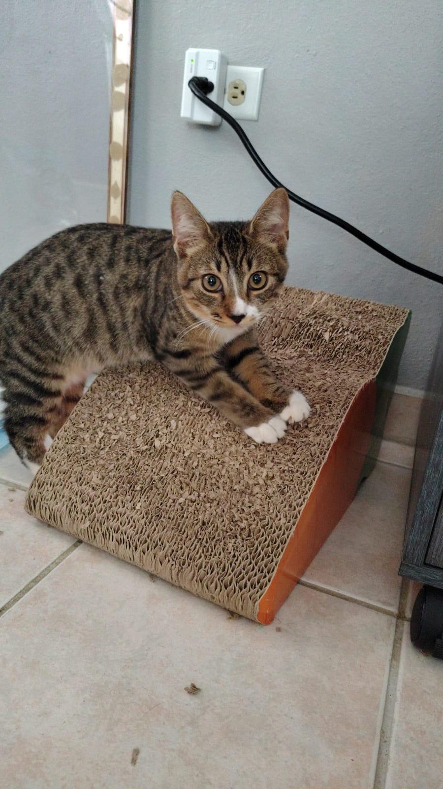 Enlarge Loki, a ADOPTABLE Domestic Short Hair in Franklin, MA image 3/4