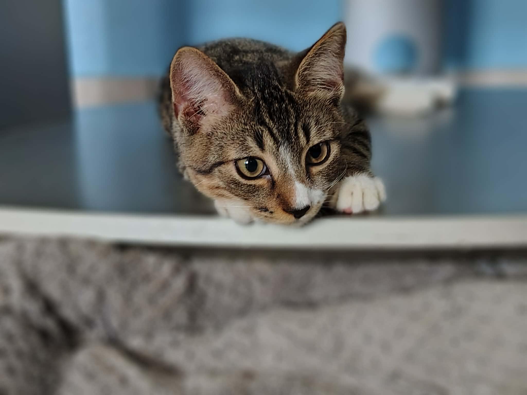 Enlarge Loki, a ADOPTABLE Domestic Short Hair in Franklin, MA image 1/4