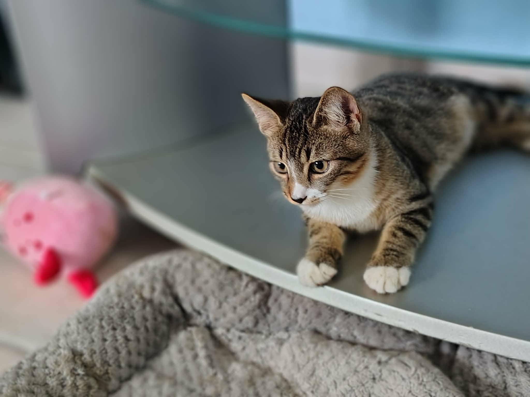 Enlarge Loki, a ADOPTABLE Domestic Short Hair in Franklin, MA image 2/4