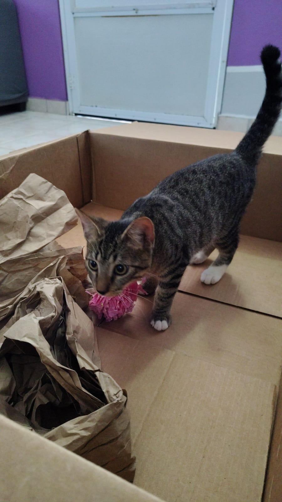 Enlarge Loki, a ADOPTABLE Domestic Short Hair in Franklin, MA image 4/4