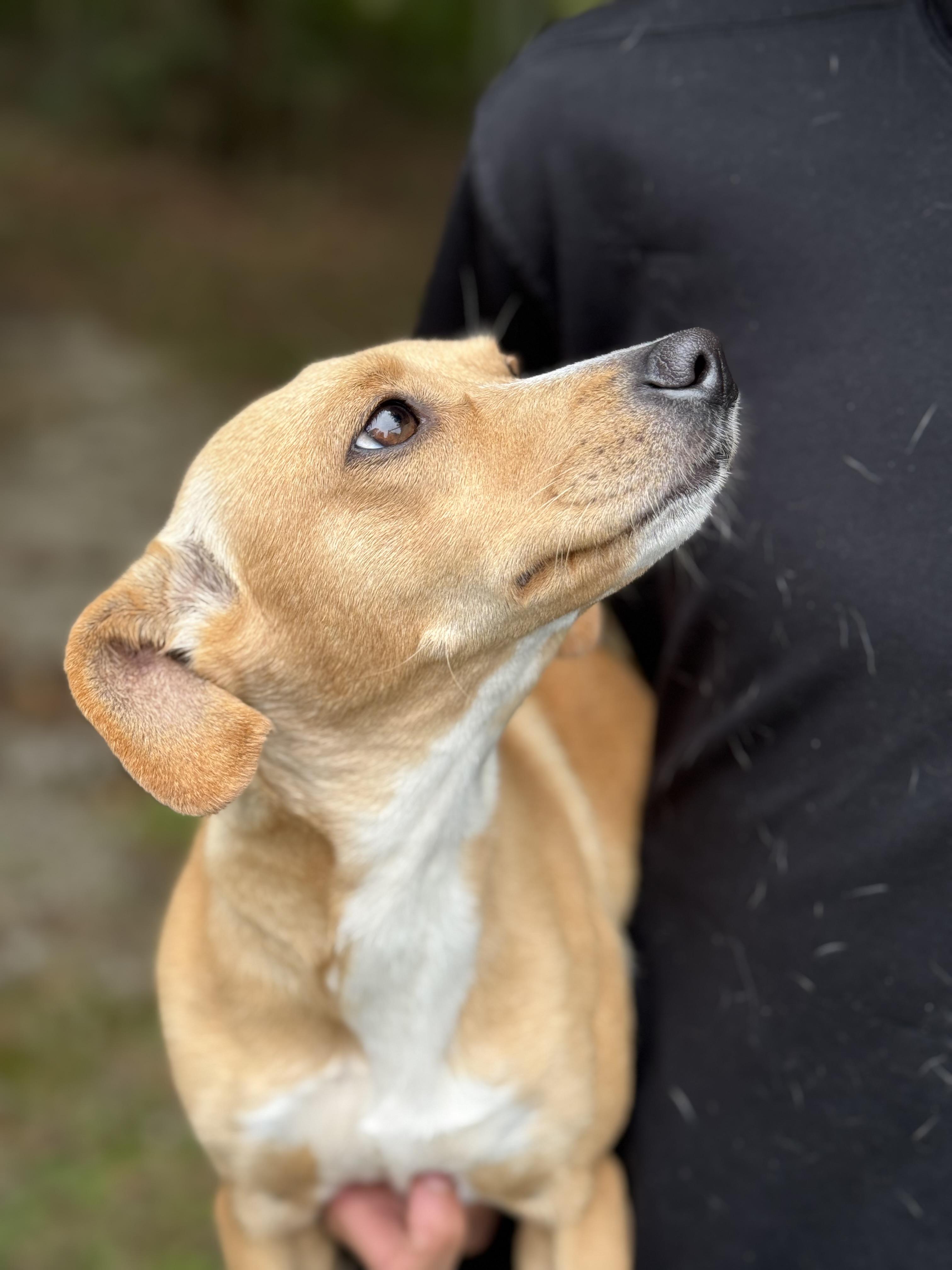 Enlarge Sophie, an adoptable mixed breed in Mobile, AL image 3/3
